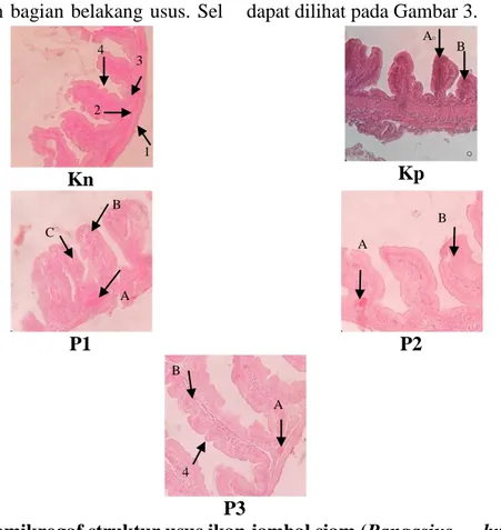 Gambar  6. Fotomikrogaf struktur usus ikan jambal siam (Pangasius      hypopthalmus)  pewarnaan HE (Perbesaran 400X) 