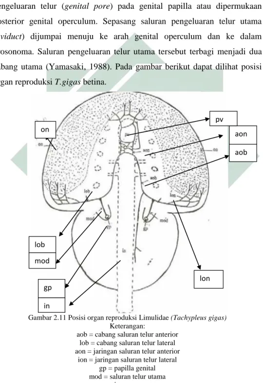 Gambar 2.11 Posisi organ reproduksi Limulidae (Tachypleus gigas)  Keterangan: 