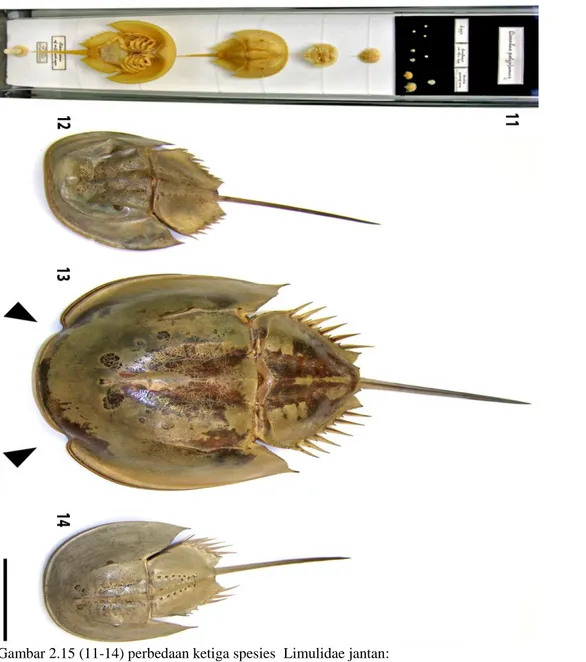 Gambar 2.15 (11-14) perbedaan ketiga spesies  Limulidae jantan:  11.  Ontogenik sepasang dan fase juvenil