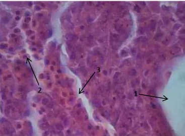 Gambar 2. Mikroanatomi hati ikan bandeng normal (Alifia dan Djawad 2000)  Perbesaran 40 x 10