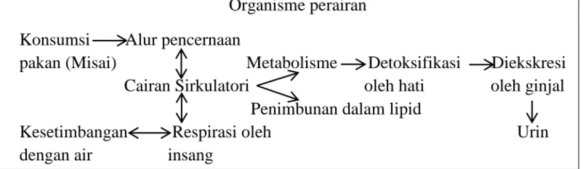 Gambar 1. Diagramatik pola-pola bioakumulasi suatu bahan kimia xenobiotik   dalam suatu makhluk hidup perairan (Connel 1995) 