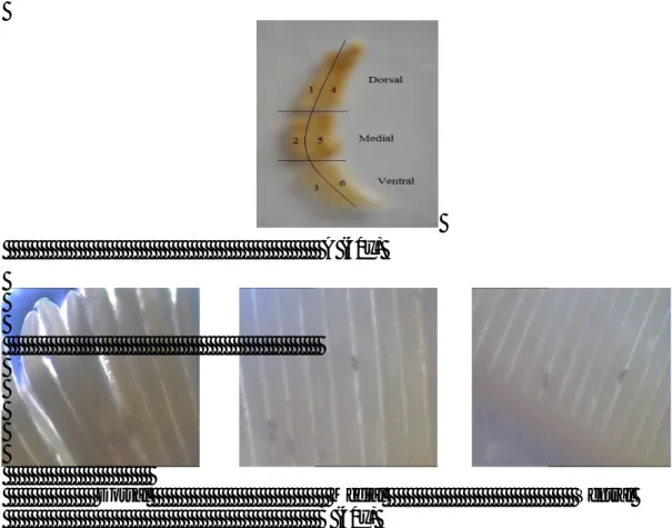 Gambar 1. Mikrohabitat Insang Yang Diamati.  A : Lembar insang utuh  B : Segmen insang                       1, 2, 3 : bagian distal 4, 5, 6 : bagian proximal 