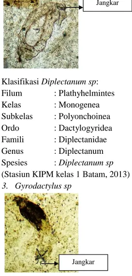 Tabel 1.1 Jumlah Ikan Lele dumbo (Clarias gariepinus) yang terinfeksi ektoparasit  