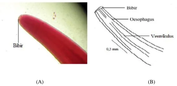 Gambar 5.1. Bagian anterior larva Anisakis simplex stadium tiga (perbesaran 100x).  A