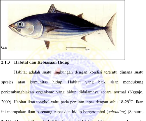 Gambar 1. Morfologi ikan tongkol (Sumber : Adji, 2008) 