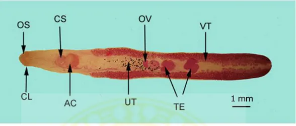 Gambar 6. Morfologi cacing Echinostoma revolutum(Sumber : Ulkhaq, 2012)  Keterangan:  AC:  acetabulum  (ventral  sucker),  OS:  oral  sucker,  CL:  collar,  OV: 