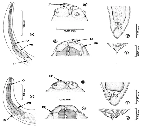 Gambar 1  Morfologi larva Anisakidae. A–E Larva 3 Anisakis simplex, F–J Larva  3 Pseudoterranova