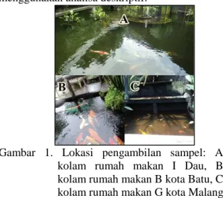 Gambar  1.  Lokasi  pengambilan  sampel:  A.  kolam  rumah  makan  I  Dau,  B.  kolam rumah makan B kota Batu, C
