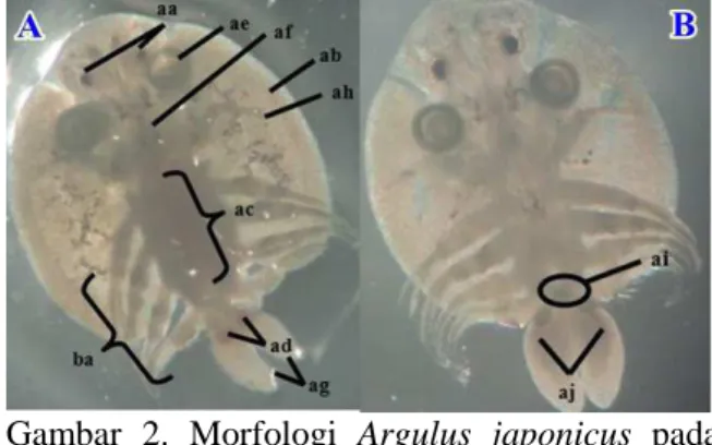 Gambar  2.  Morfologi  Argulus  japonicus  pada  ikan  Koi  famili  Cyprinidae:  A. 