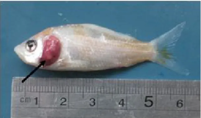 Gambar 1. Nodul Myxobolus pada insang  ikan koi (tanda panah).  