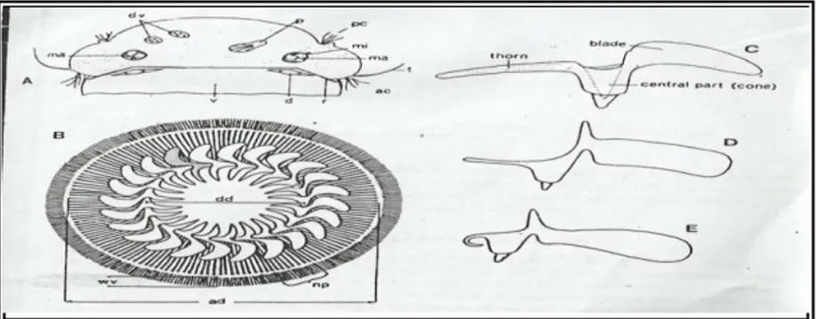 Gambar 2. Morfologi Trichodina sp. (Kabata 1985). 