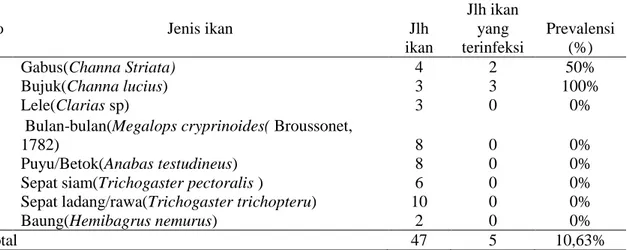 Tabel 3. Prevalensi endoparasit pada ikan yang ditangkap di Sungai Pematang Ibul 