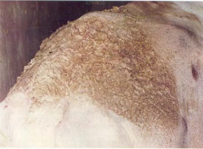 Gambar 3. Punggung kerbau yang diserang kudis  DIAGNOSIS 