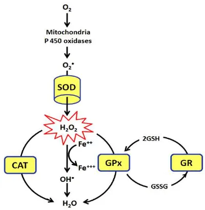 Gambar 2.1  Mekanisme pertahanan antioksidan endogen Superoksida dismutase (SOD), Katalase (CAT), Glutation peroksidase (GPx) dan Glutation Reduktase (GR) terhadap radikal bebas (Pandey dan Rizvi, 2010)