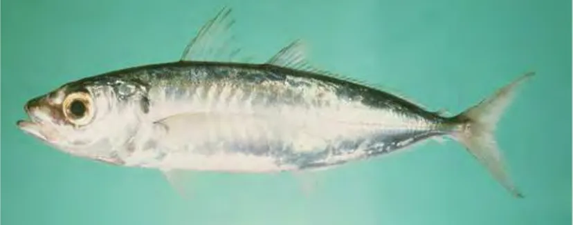 Gambar 1. Ikan kembung (Decapterus spp.) (Anonim 2008) 