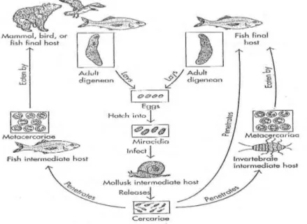 Gambar 4. Siklus hidup trematoda digenea dalam menginfeksi ikan (Noga 1996) 