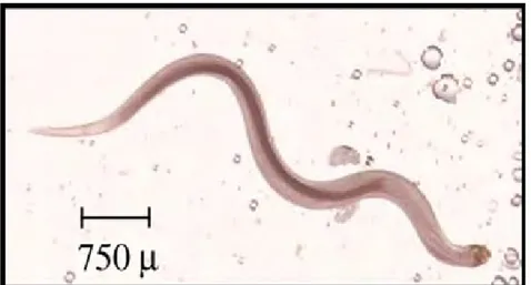 Gambar  11.  Larva  nematoda  Camallanus  spp.  di  lingkungan  perairan  (Yanong  2008) 