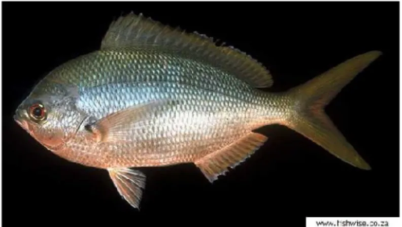 Gambar 2. Ikan Sulir Kuning ( Caesio cuning ) (Randall, 2012)