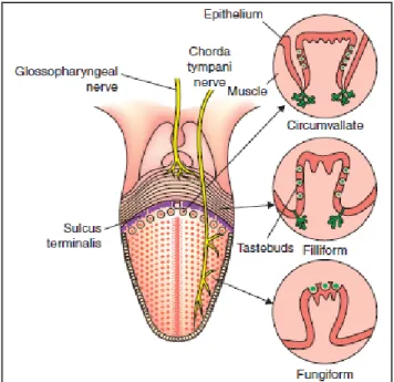 Gambar 3. Anatomi Dorsal Lidah 9 