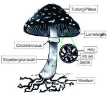Gambar 2.1 Struktur Basidiomycota.   Sumber :  www.google.com