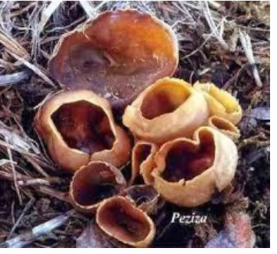Gambar 3.4 Ascomycota  3.  Divisi Basidiomycota 