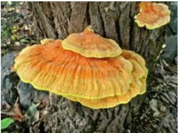 Gambar 3.5 Basidiomycota  4.  Divisi Deutromycota 