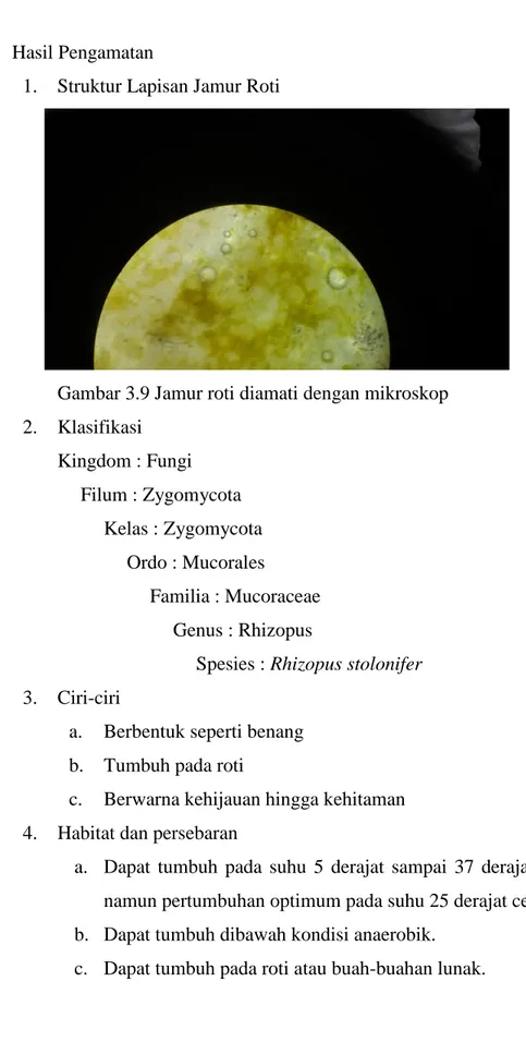 Gambar 3.9 Jamur roti diamati dengan mikroskop  2.  Klasifikasi  Kingdom : Fungi  Filum : Zygomycota  Kelas : Zygomycota  Ordo : Mucorales  Familia : Mucoraceae  Genus : Rhizopus 