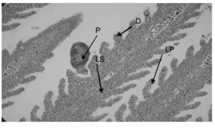 Gambar 3. Efek patologi parasit Actinocleidus sp pada  insang ikan Lele Dumbo (C. gariepinus)  pembesaran 100 x dengan potongan  vertikal.