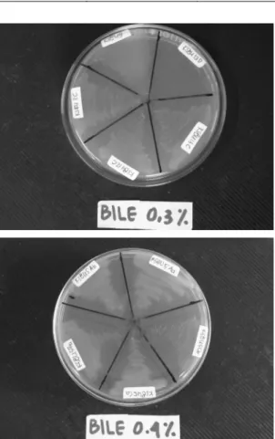 Gambar  1.  Pertumbuhan  isolat  BAL  pada  konsentrasi  bile  salts  berbeda.  Isolat  KSBU  13D  tidak  tumbuh  pada  semua 