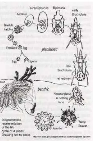 Gambar 2. Siklus hidup Acantaster planci