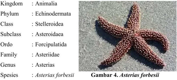Gambar 4. Asterias forbesii