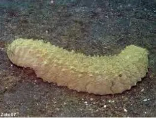 Gambar 6. Holothuria marmorata