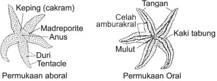 Gambar 4. Struktur umum bagian tubuh bintang laut