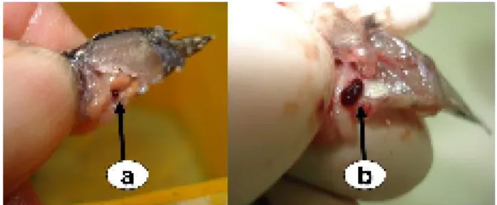 Gambar 1.   Organ limpa benih ikan kerapu pasir yang  normal (a) dan terinfeksi (b).