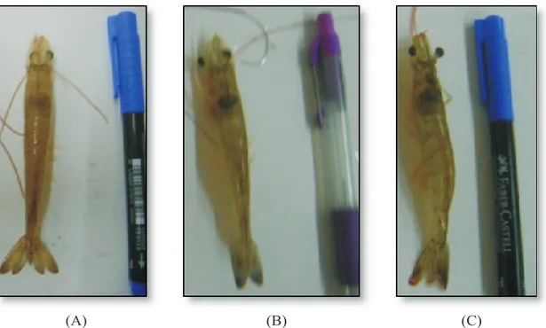 Gambar 3.  Morfologi  udang  vaname  dengan  tanpa  perlakuan  (A),  perlakuan  0,05  ml  (B),  dan  0,10ml  (C)  inokulum TSV
