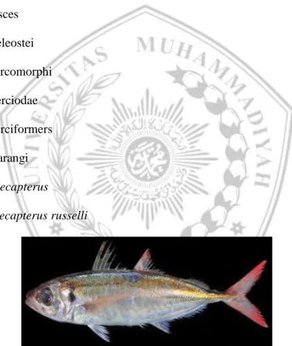Gambar 3. Ikan Layang  Sumber: id.wikipedia.org 