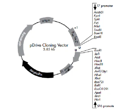 Gambar 10  Plasmid rekombinan pDrive Cloning Vector 