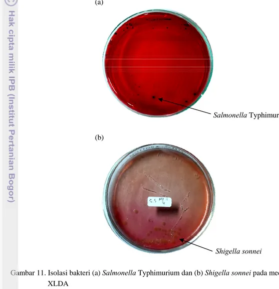 Gambar 11. Isolasi bakteri (a) Salmonella Typhimurium dan (b) Shigella sonnei pada media  XLDA 