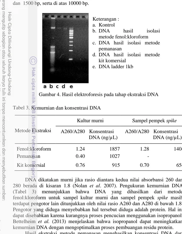 Gambar 4. Hasil elektroforesis pada tahap ekstraksi DNA   Tabel 3. Kemurnian dan konsentrasi DNA 