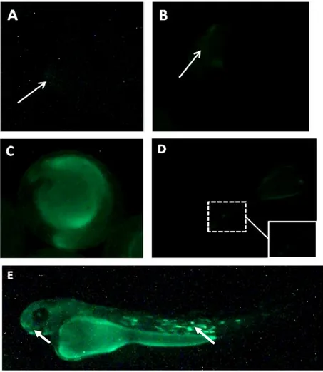 Gambar 9.  Ekspresi  Gen  Keratin-GFP  pada  Embrio  Ikan  Koi  4  Jam  setelah  Fertilisasi  (A),  12  Jam  setelah  Fertilisasi  (B),  24  Jam  setelah  Fertilisasi (C)