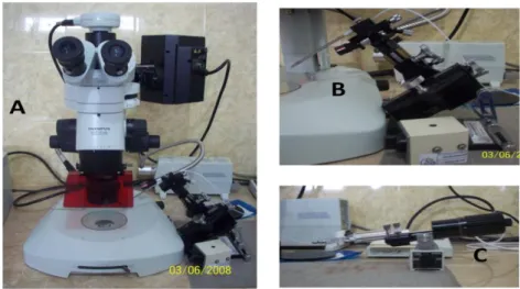 Gambar 5.  Seperangkat alat  mikroinjektor yang terdiri atas  mikroskop Olympus   SZX  16  (A),  mikromanipulator  (B)  dan  mikroinjektor  (C).