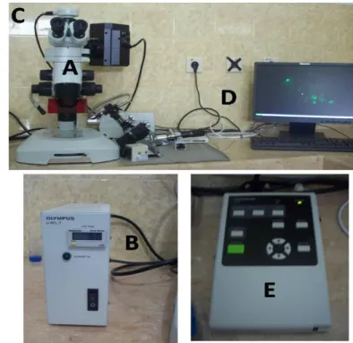 Gambar 7. Seperangkat alat untuk pengamatan ekspresi  gen GFP yang terdiri dari  mikroskop  fluoresen  (Olympus  SZX  16)  (A),  burner  (Olympus)  (B),  kamera digital High Speed Compact Color 2 megapiksel (DP20) (C),  komputer (D) dan remote controller (
