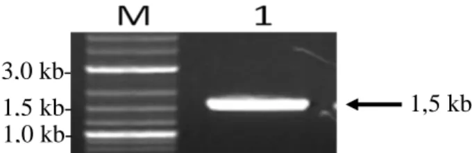 Gambar  8.  Elektroforesis  hasil  isolasi  promoter     -Aktin  Ikan  Mas  (1)  dan  (M)  marker  ukuran  fragmen  DNA  2-log  ladder  (Biolabs,  New  England)