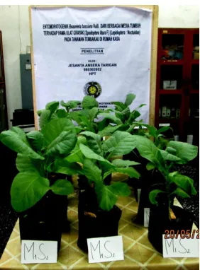 Gambar 1. Tanaman tembakau di rumah kasa 