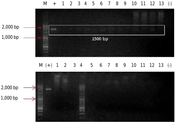 Gambar 1. Deteksi transgen PhGH ikan lele Afrika  F 3  (C. gariepinus) transgenik dan ikan lele  non-transgenik  dengan  menggunakan  metode  PCR