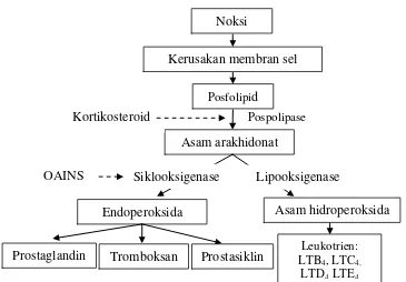 Gambar 2.4 Bagan penghambatan obat anti radang terhadap pembentukan mediator radang (Mansjoer, 2003)