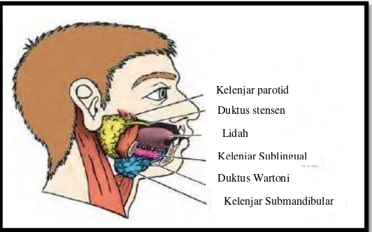 Gambar 1. Anatomi kelenjar saliva.13 