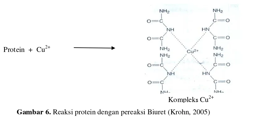 Gambar 6.  Reaksi protein dengan pereaksi Biuret (Krohn, 2005) 