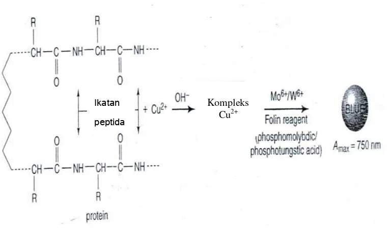 Gambar 7. Reaksi protein dengan pereaksi Lowry (Krohn, 2005) 