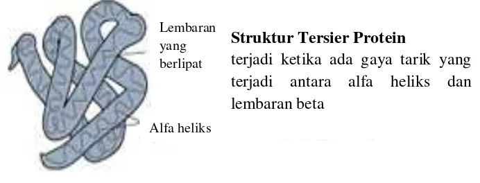 Gambar 4. Struktur Tersier Protein (Usmeningsih, 2008) 